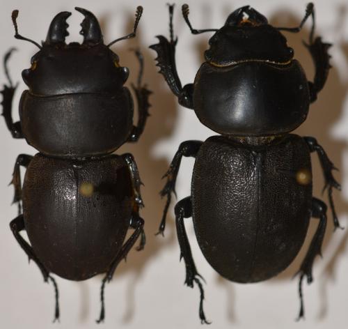 Réf. 273 920 : Apterodorcus bacchus